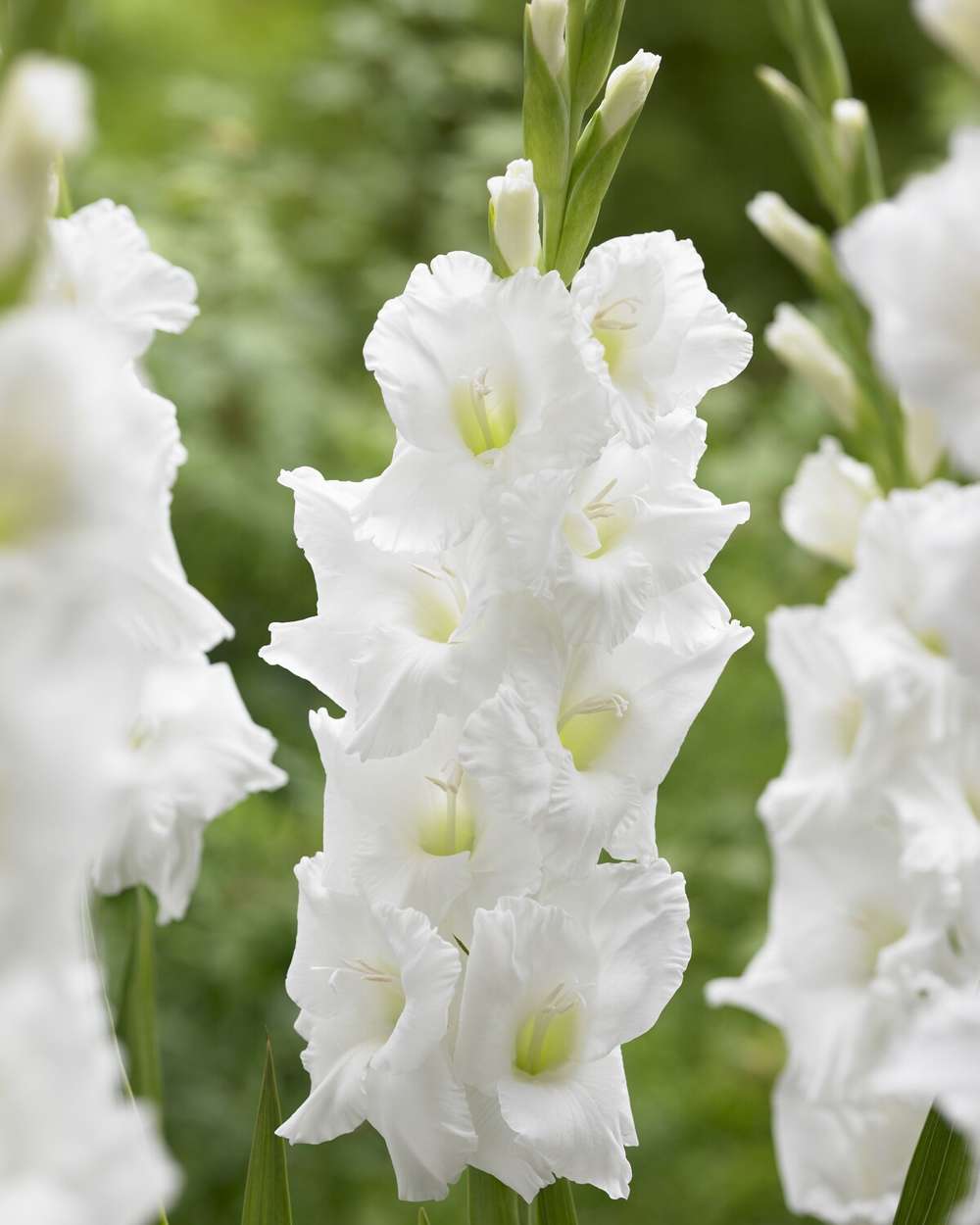 Gladiolus 'Essential®'
